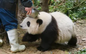 下载视频: 【大熊猫和花】花花今天叛逆了，不想训练，只想追着爷爷要果果 😂😂