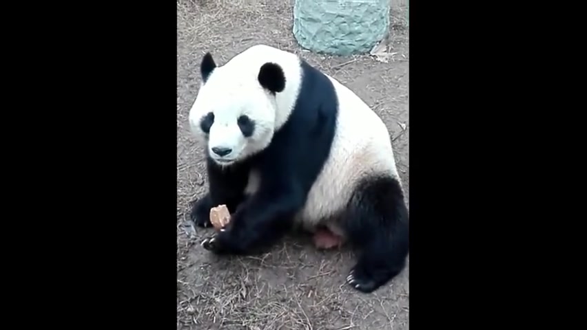 [图]奶妈告诉熊猫泰山不要离游客太近小心被砸泰山好聪明！都听懂了