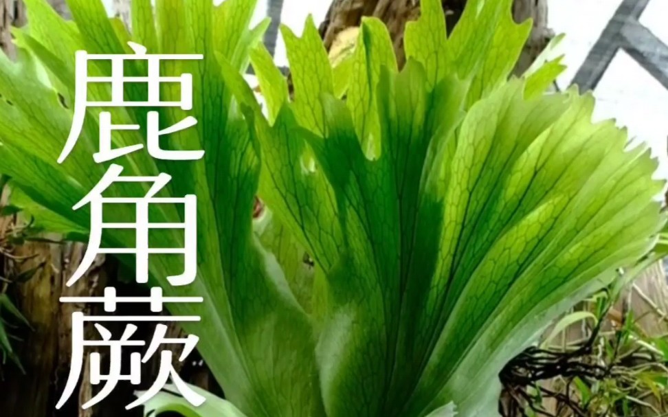 绿植界的颜值担当,非常适合养在家里.哔哩哔哩bilibili