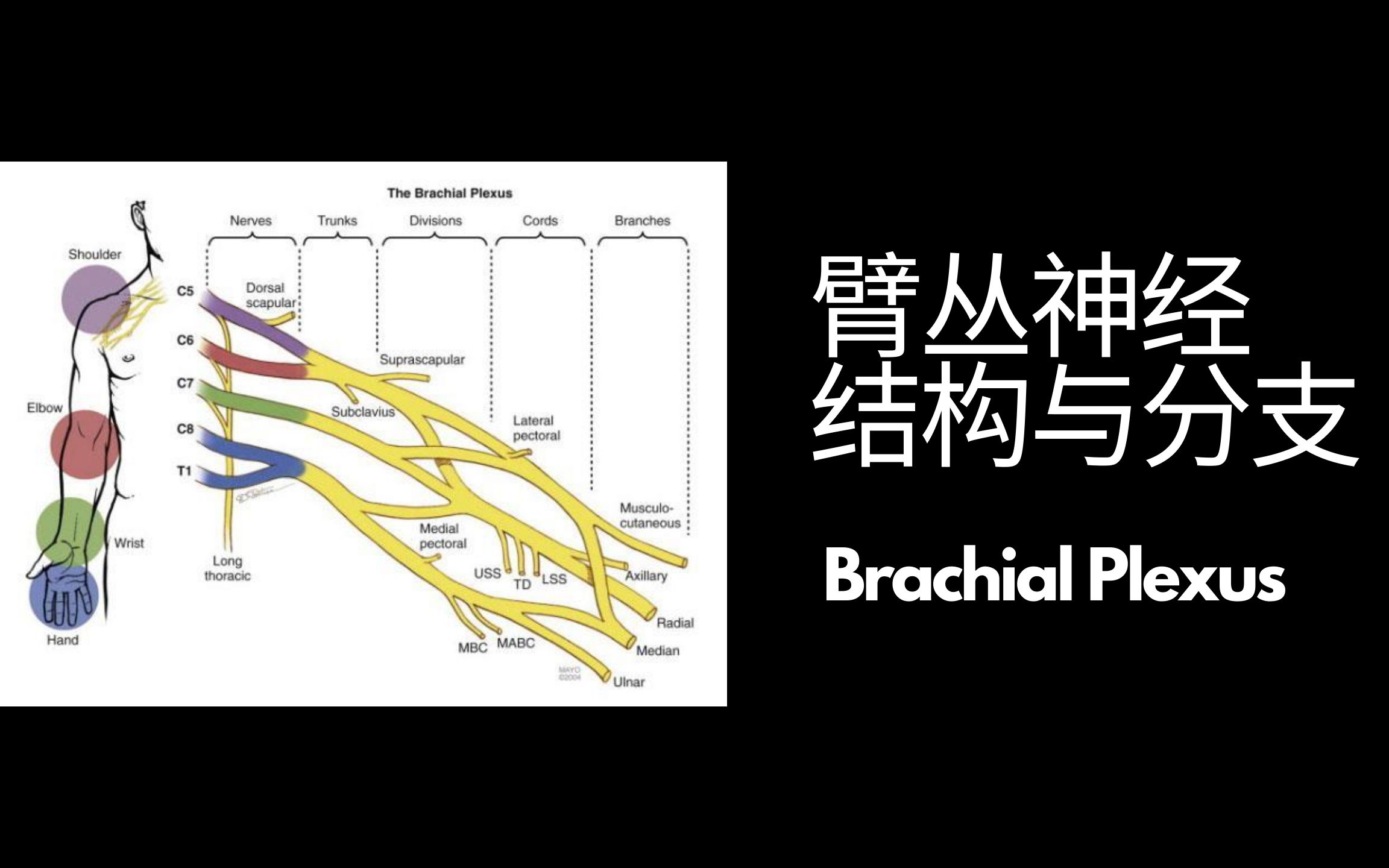 活动  【物理治疗基础】画图法巧记臂丛神经的结构与分支 - brachial