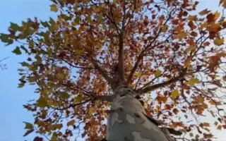 十五秒教你学会制作秋天情感短视频