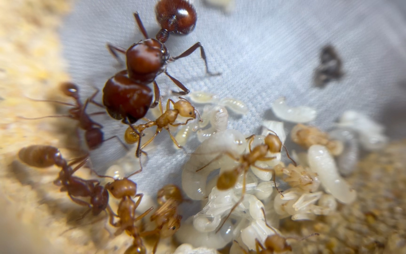 北美唯一的分化须蚁 须蚁属模式种栗红须蚁(p.badius)