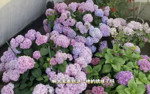 Скачать видео: 四年绣球花开 调蓝成果展示 个人觉得绣球没必要买大的，换盆后长势很快 看看大家的绣球吧~