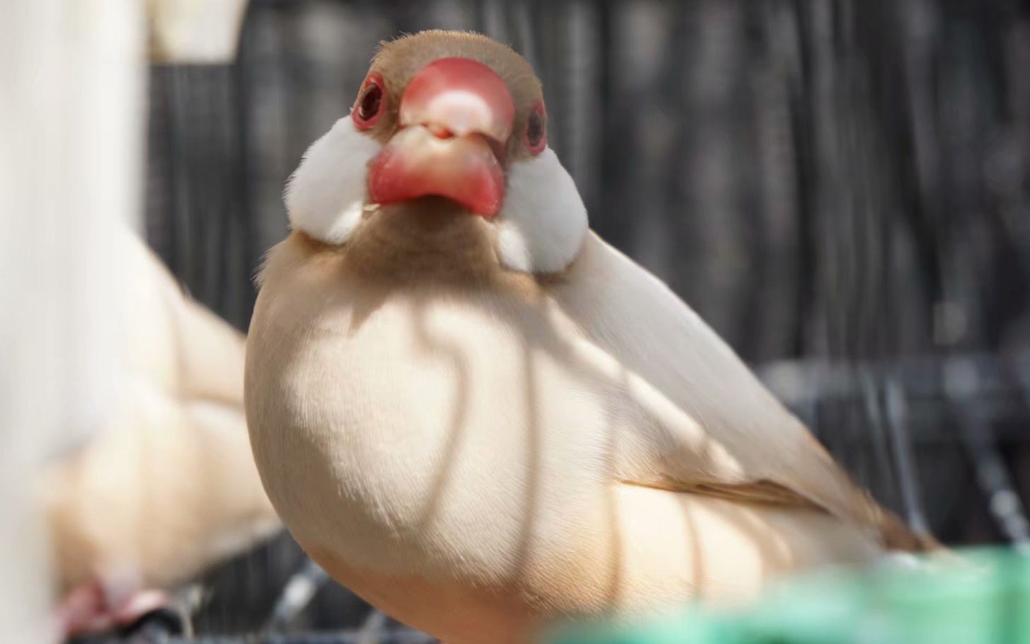 【驼文鸟】繁殖记录_哔哩哔哩 (゜-゜)つロ 干杯~-bilibili