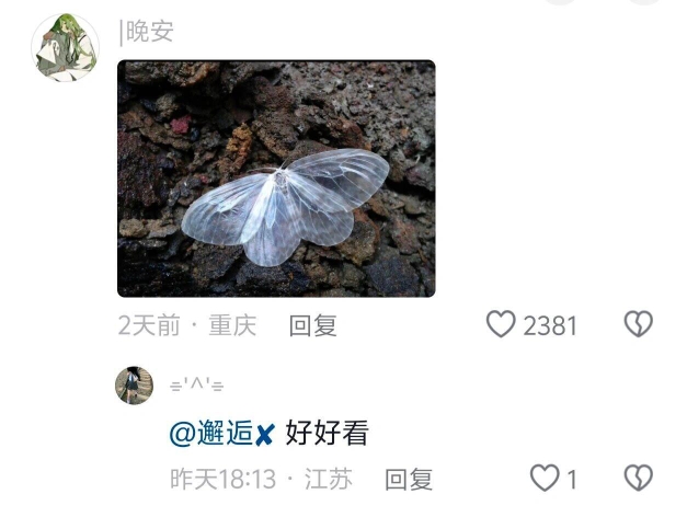 长得非常可爱的小昆虫 哔哩哔哩bilibili