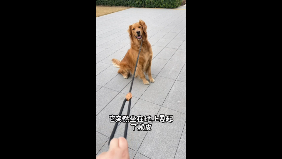 玩完一圈回来的狗子,坐在地上耍赖皮,还不想回家,狗子大了,有自己的