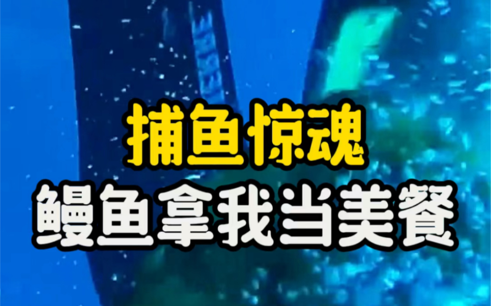 美味富含胶原蛋白的海鳗,在海底可是潜水捕鱼的噩梦,你知道渔民怎么捕获它们吗?哔哩哔哩bilibili