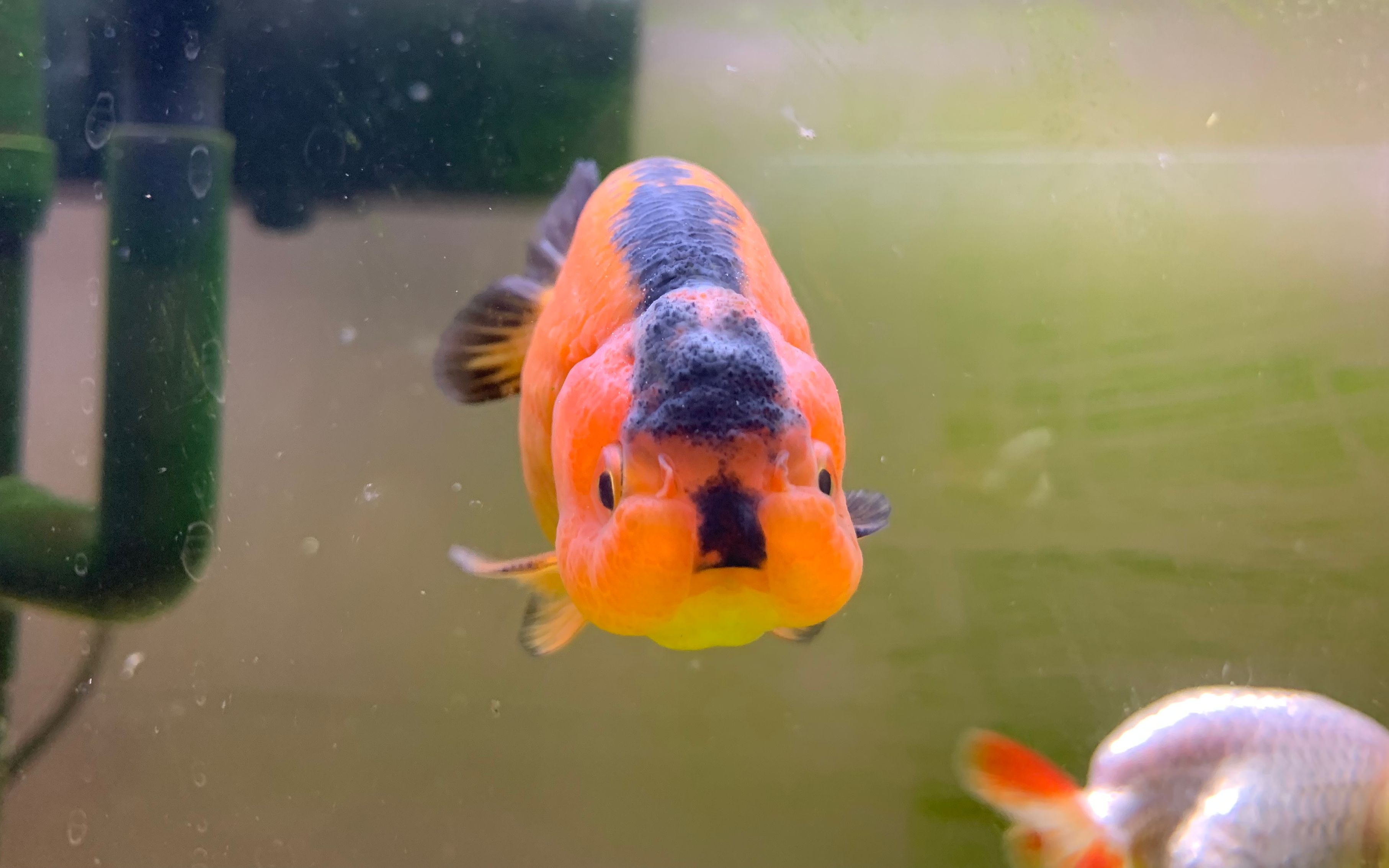 心心念你的包金兰寿终于到家,很久没这么兴奋了,我很喜欢,觉得完美