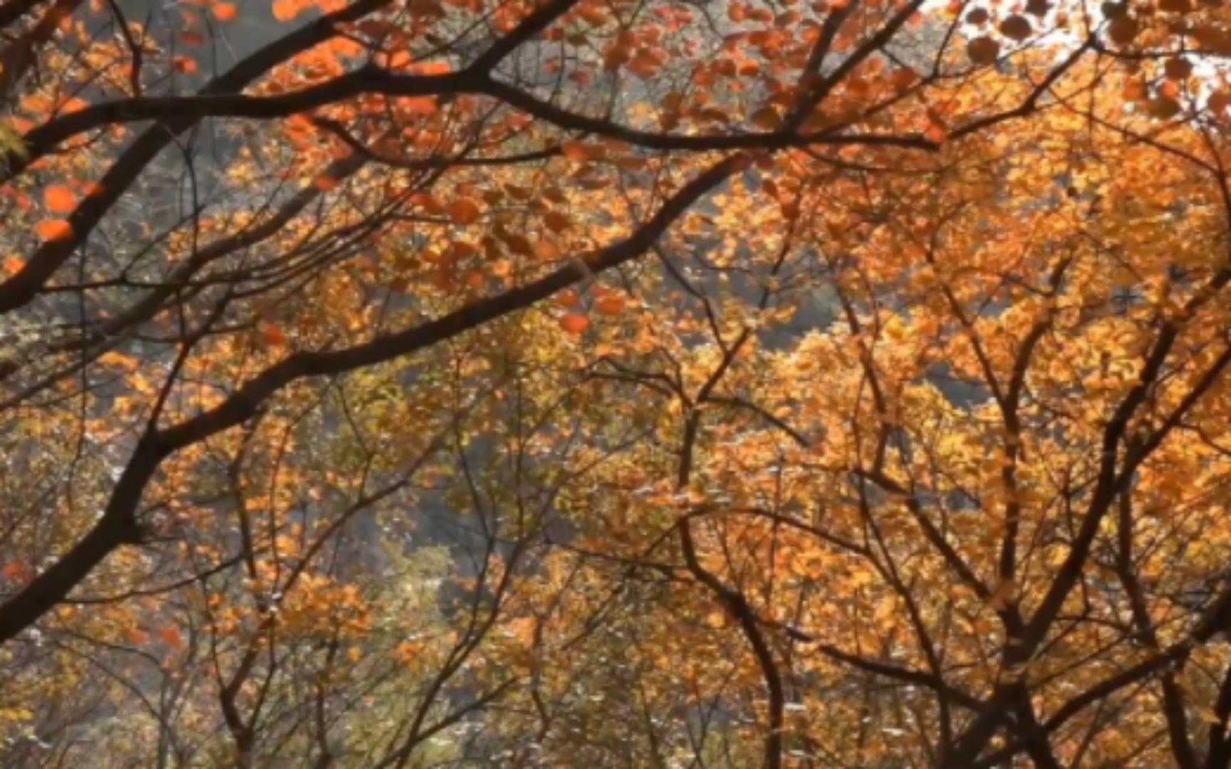 秋日的太行山层林尽染 随处可见油画般的美景哔哩哔哩bilibili