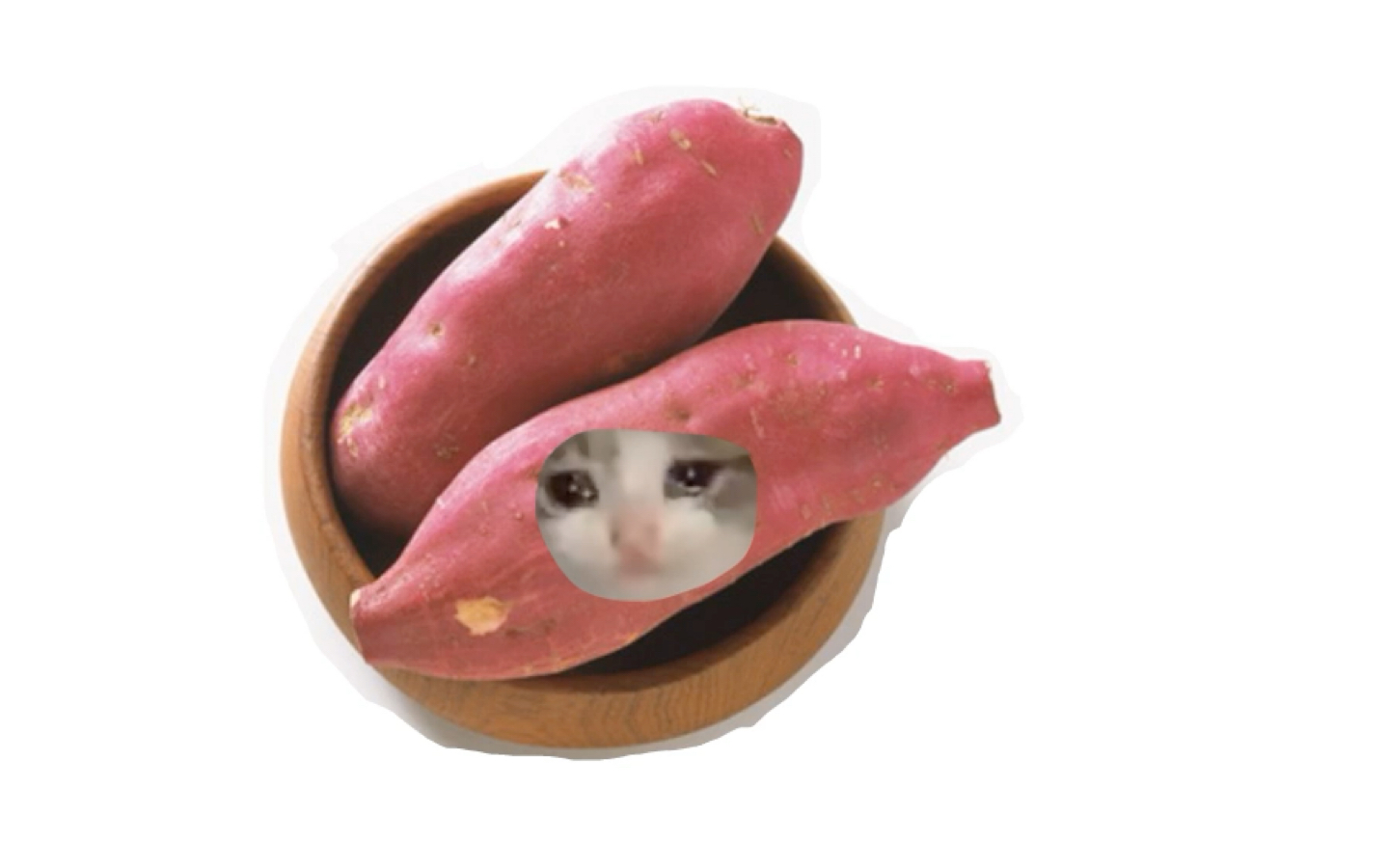 可颂猫,但是武汉红薯