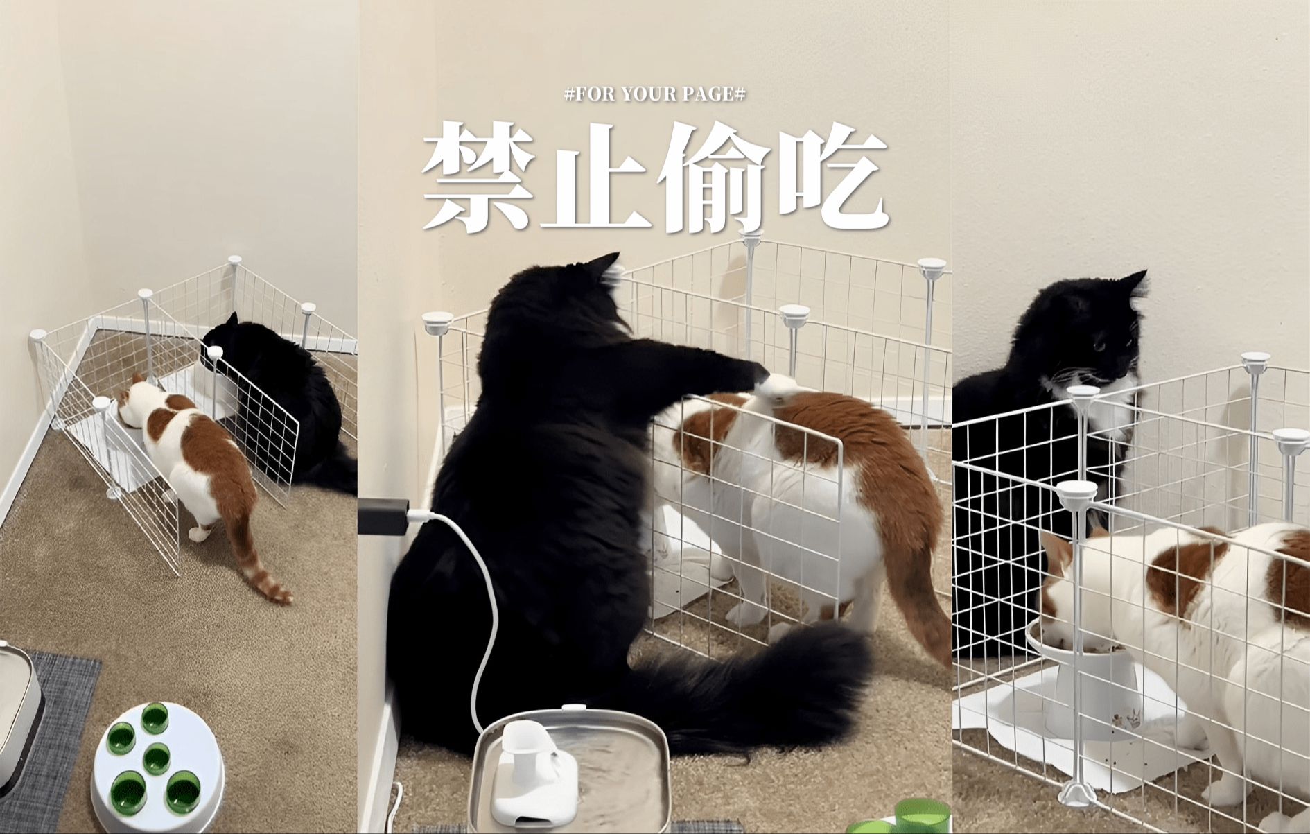 防止奶牛猫偷吃的专用栅栏 𐟘‚哔哩哔哩bilibili