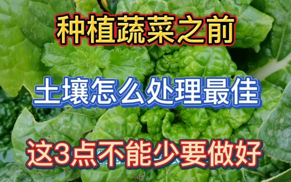 种菜之前,土壤咋处理最佳?这3点不能少,蔬菜长的好没有病虫害哔哩哔哩bilibili