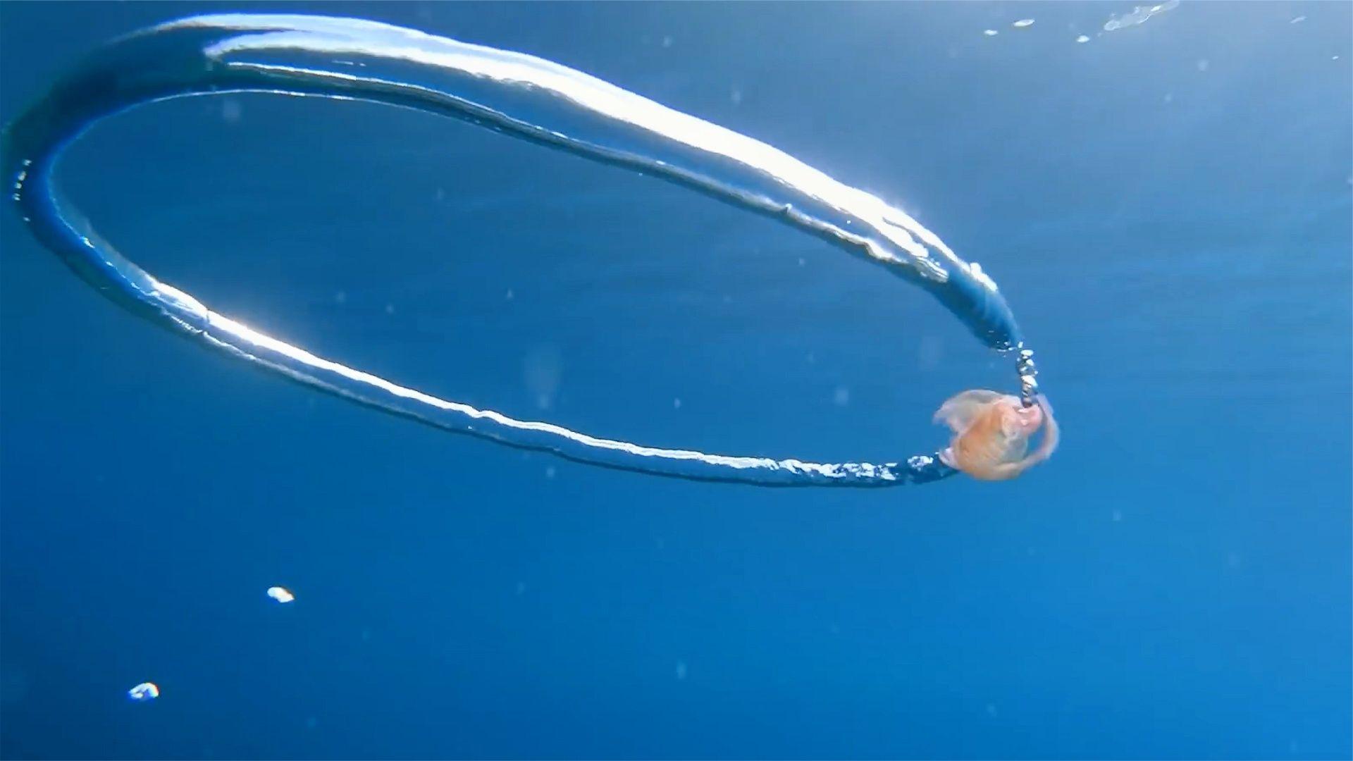 不可思议的涡环,能把水母直接卷进去,什么原理?