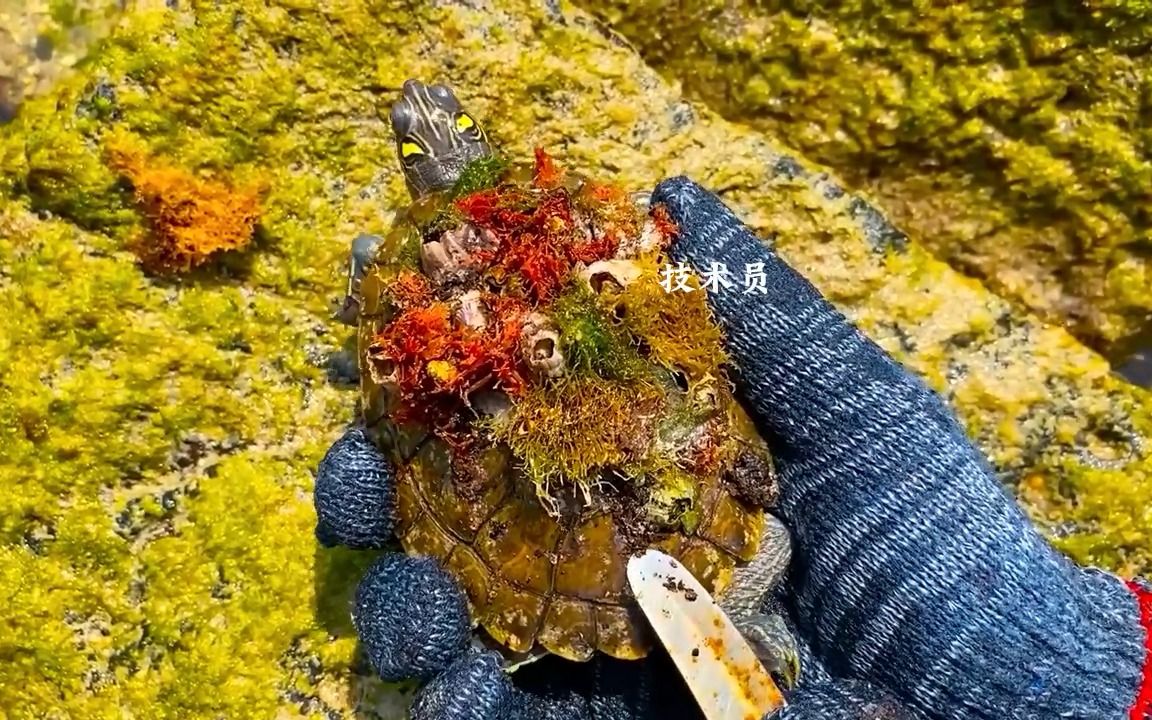 实在太解压了,看这只被长满藤壶的小海龟