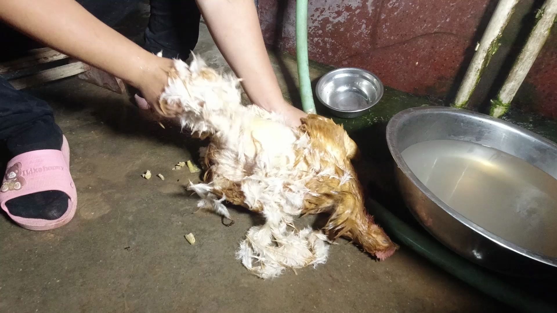 农村小妹只有晚上才有时间宰鸡,白天忙着摘荔枝和喂猪都没有时间