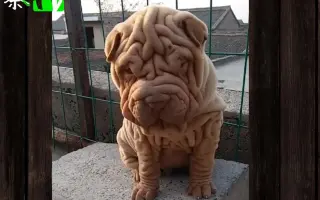 沙皮狗 搜索结果 哔哩哔哩 Bilibili