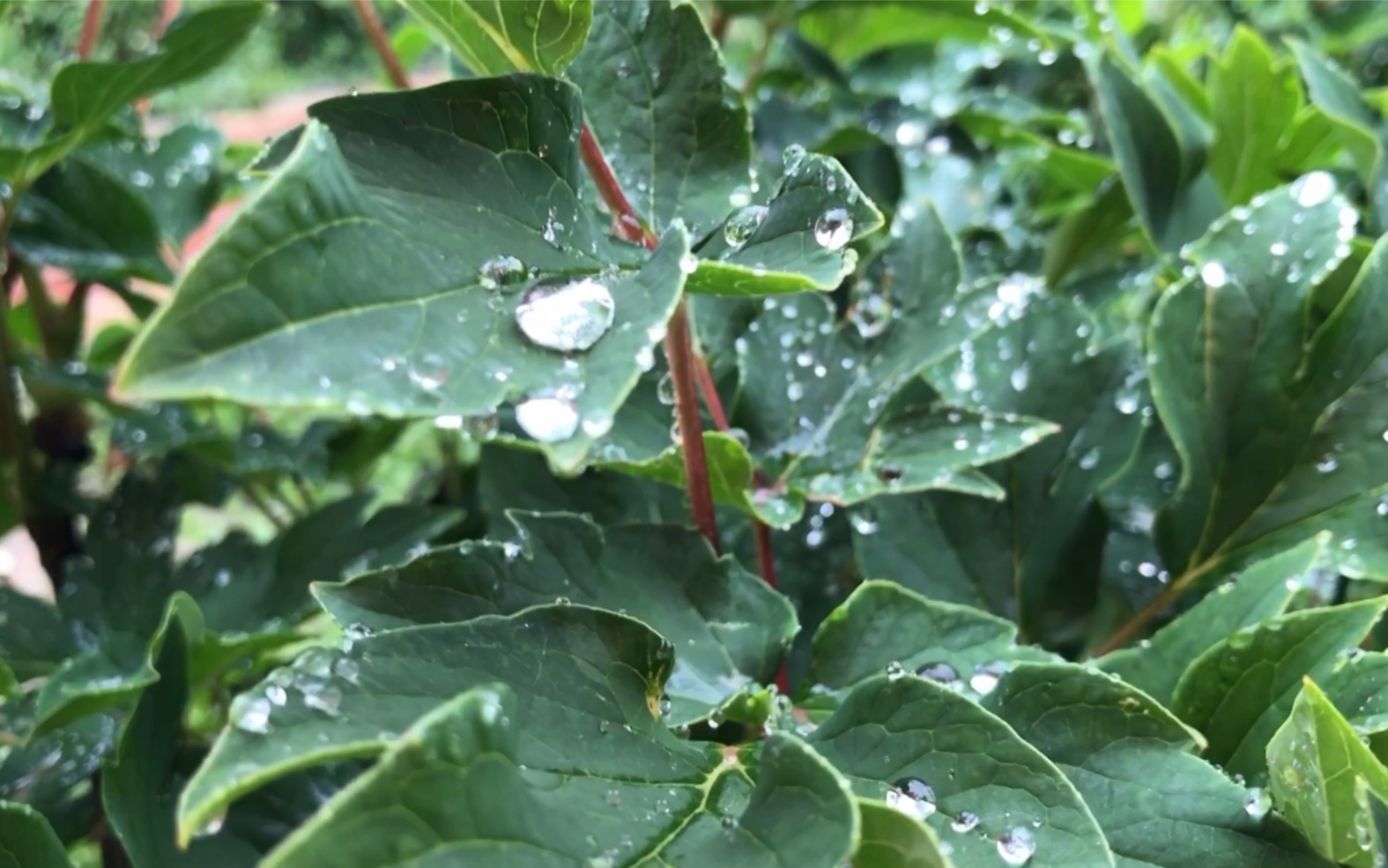 [图]落雨禅声，雨中漫步