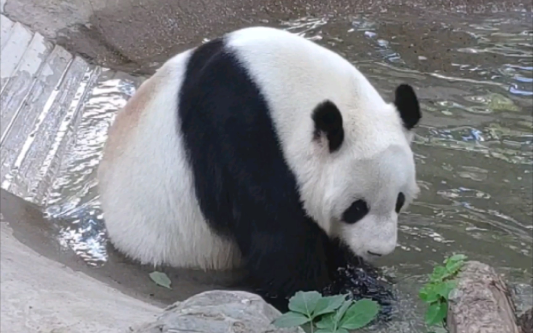 着急绕了几圈可能有点热了泡到水里降降温冷静一下大熊猫古古20220606