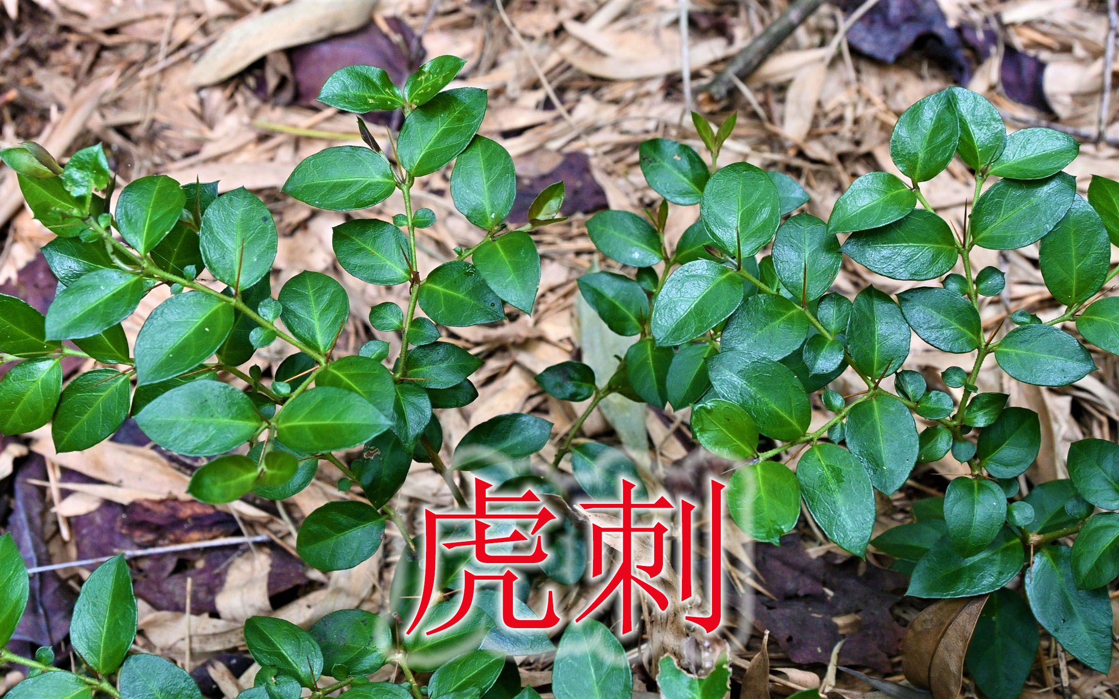 山野珍贵植物“虎刺”,根筋俗称“黄脚鸡”,煲汤食材少数人知道哔哩哔哩bilibili