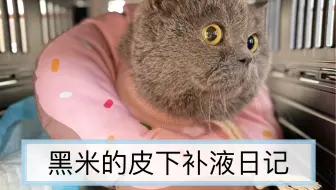 花花的时光机 新上岗小护士给20岁的老猫皮下补液后食欲大振干饭一把手 哔哩哔哩 Bilibili