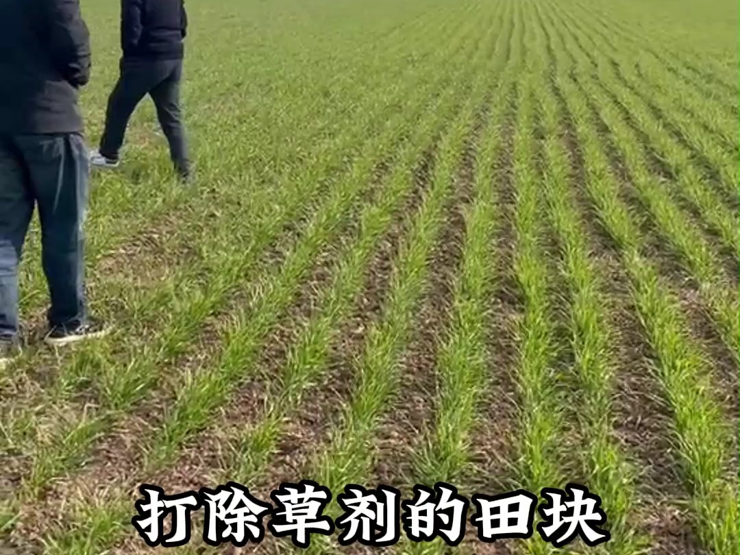 清丰哔哩哔哩bilibili