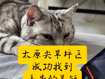 爱猫专业找猫团队接到太原市尖草坪区铲屎官委托,家里美短猫丢失,师傅迅速赶到现场,通过专业针对性排查成功找到猫咪!#太原找猫团队#太原寻猫团队...