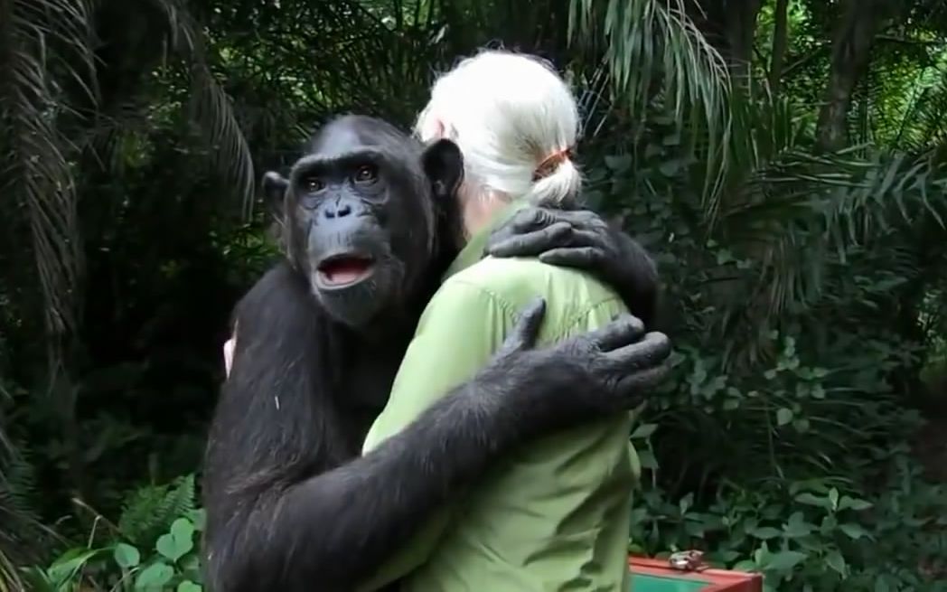 黑猩猩和人人和图片