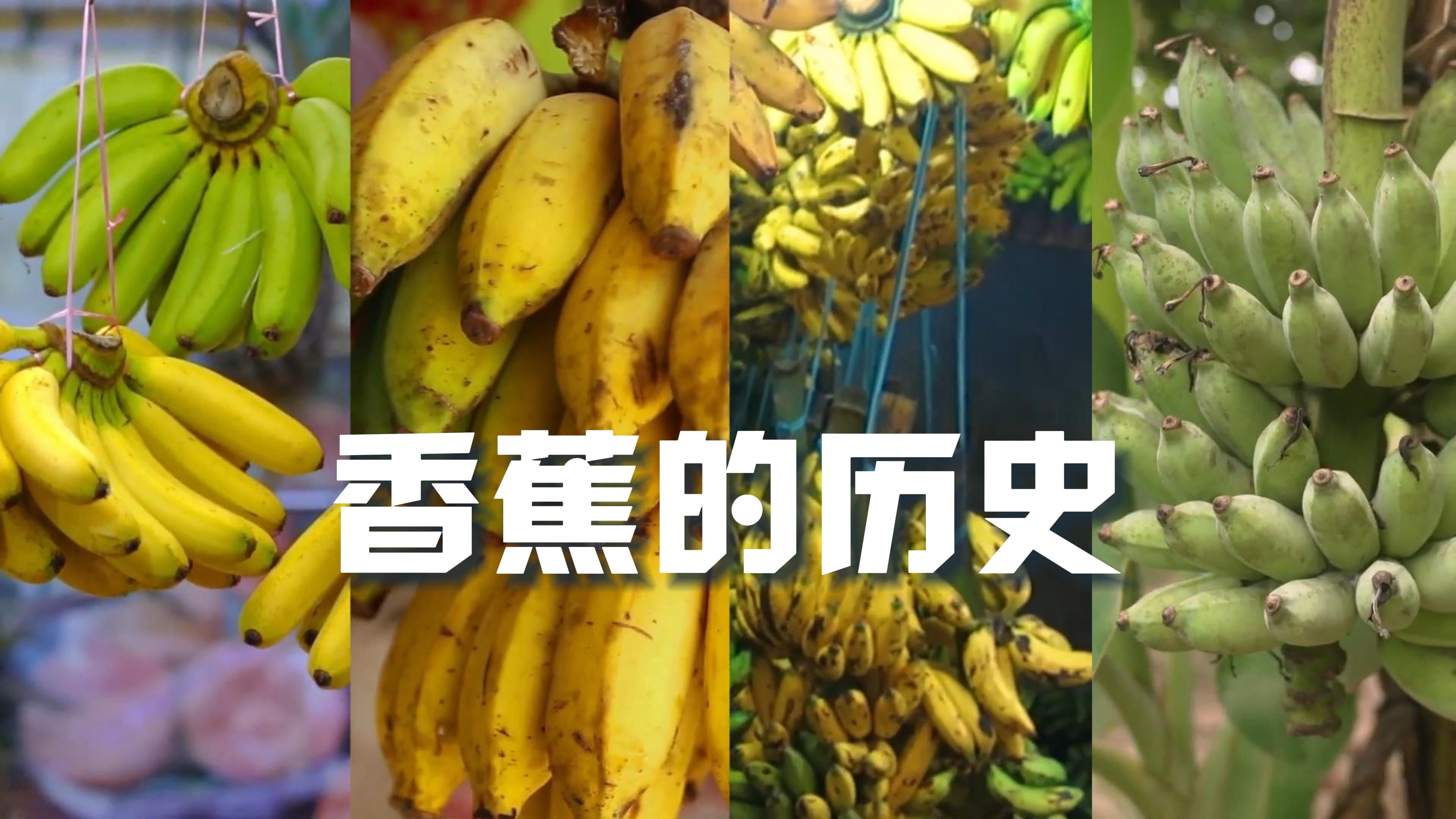 【中英双字】香蕉风靡世界的血泪史哔哩哔哩bilibili