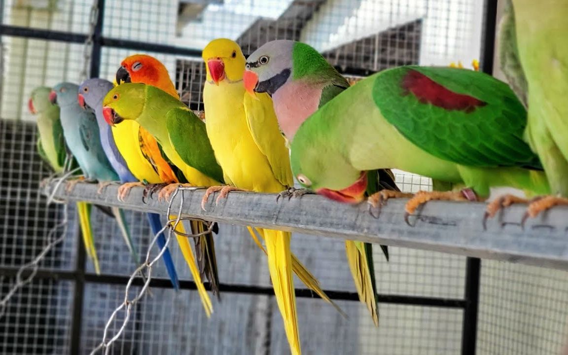 【鹦鹉】看鸟片一家子的鹦鹉