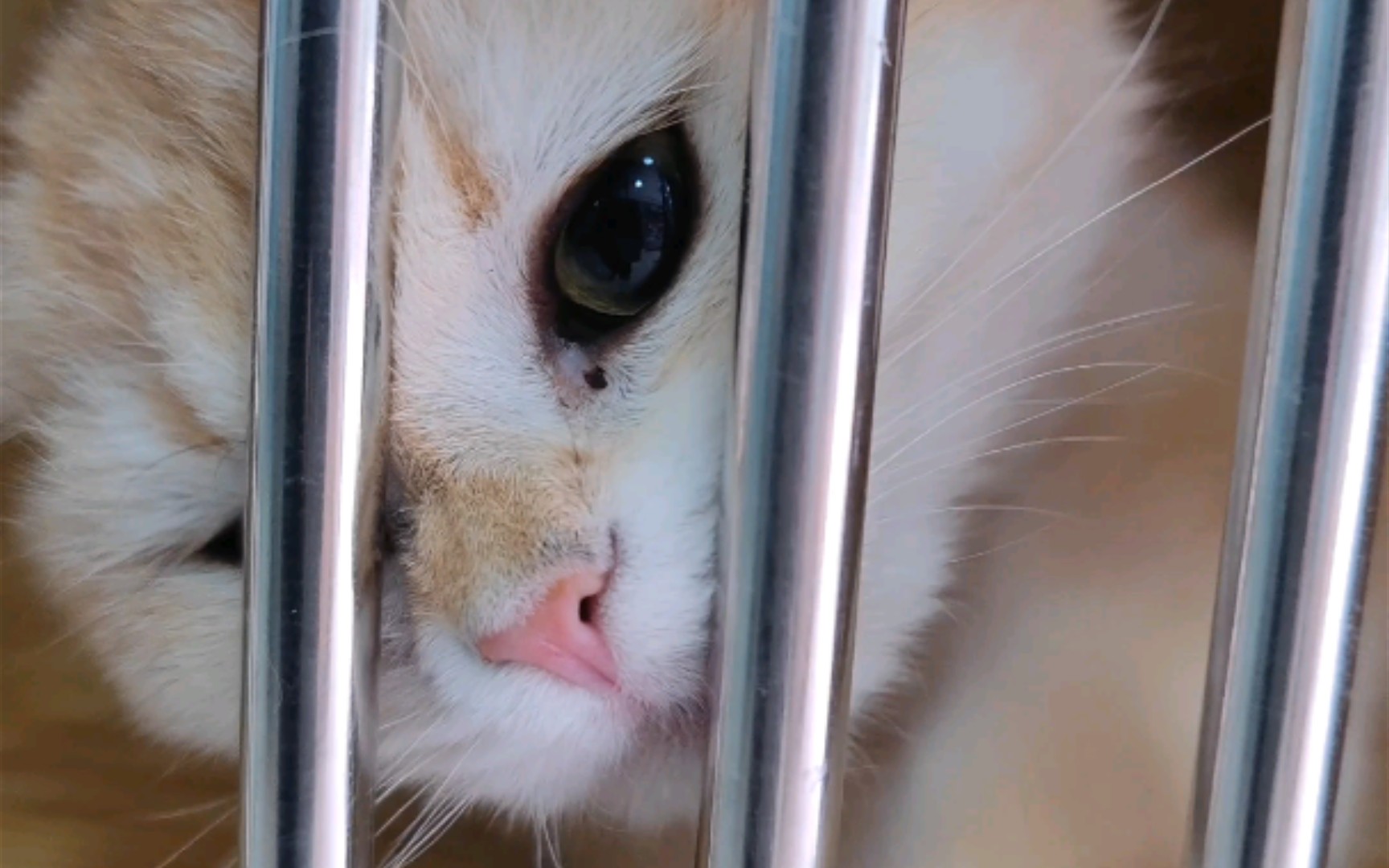 小猫咪疯狂乱抓