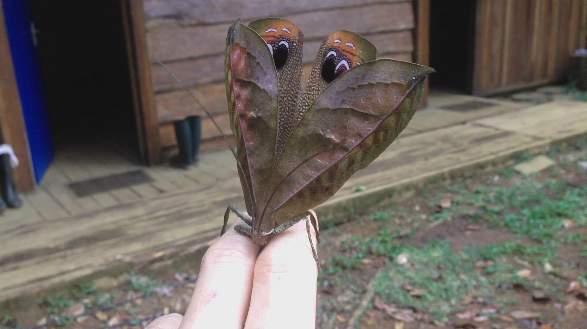 【Pterochroza ocellata】孔雀螽斯哔哩哔哩bilibili