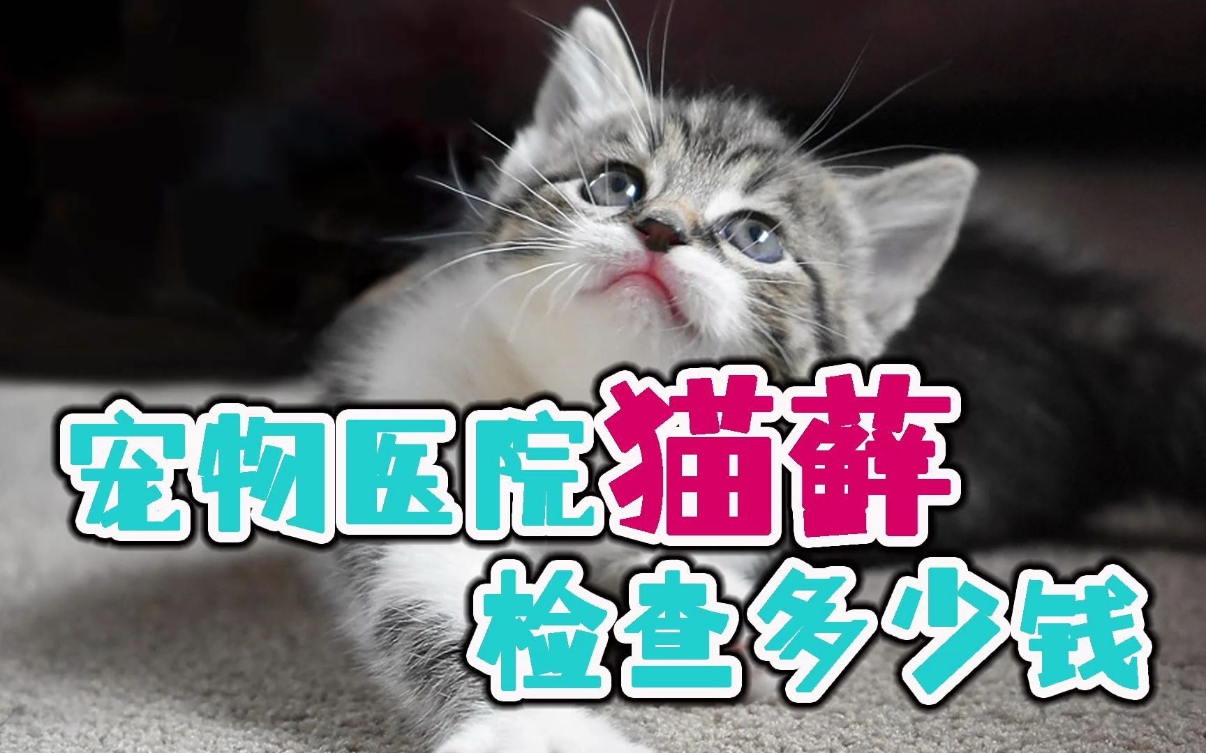 宠物医院猫藓检查多少钱哔哩哔哩bilibili