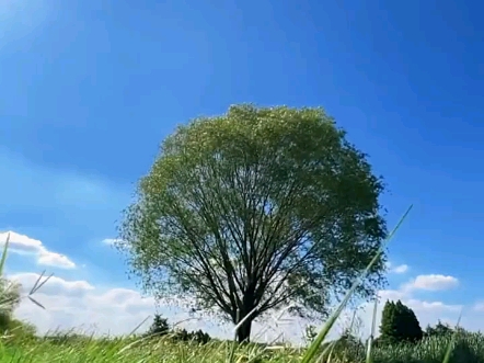 小孩眺望远方,成人思念故乡,我们从挣扎着松绑到思念着投降,这大概就是成长!后来我明白了,成长是需要付出代价,它牺牲的是曾经那个天真的自己#...