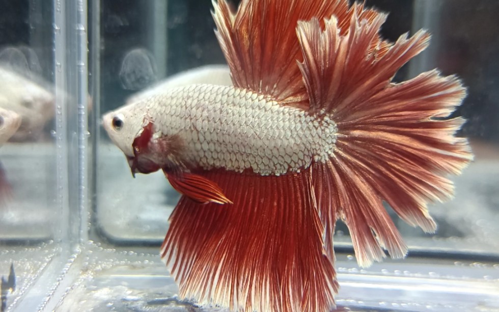 超级红龙羽毛尾半月斗鱼