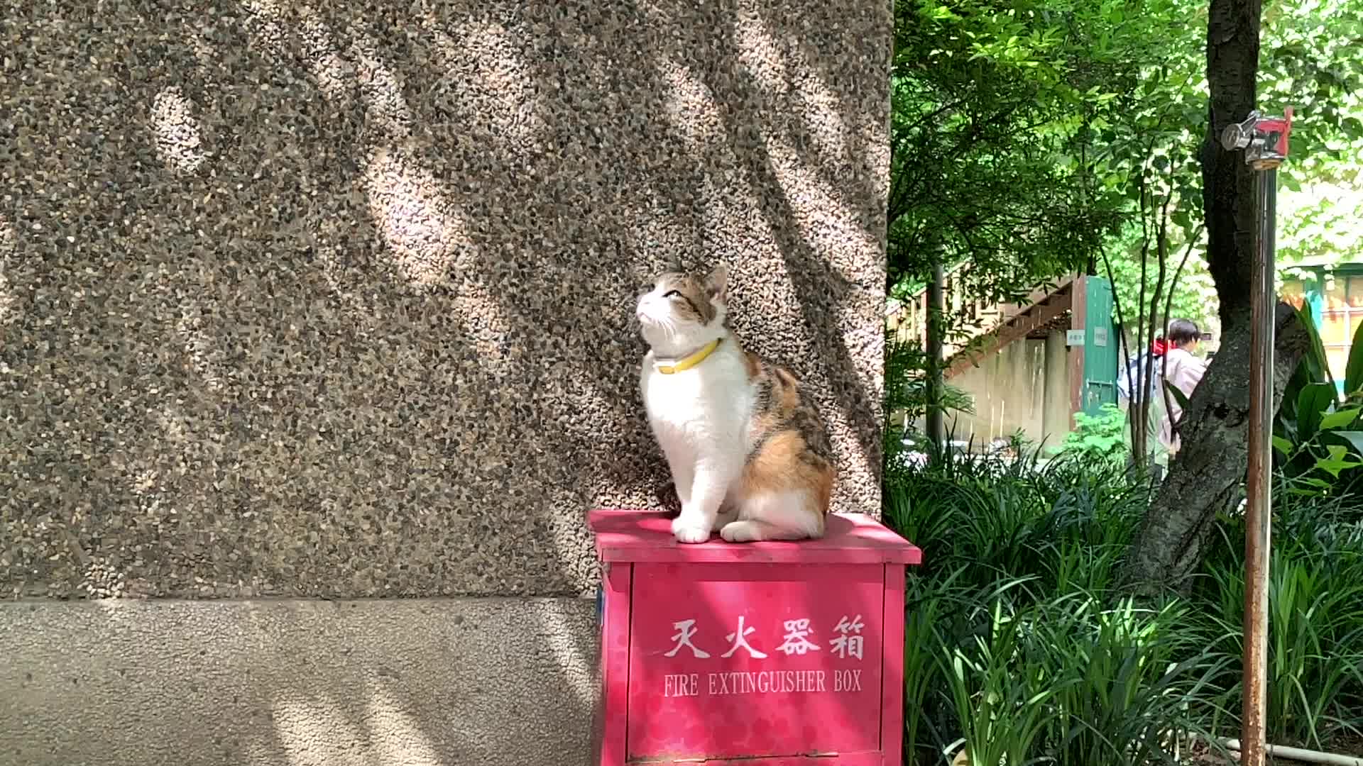 活动作品上海巴金故居的猫