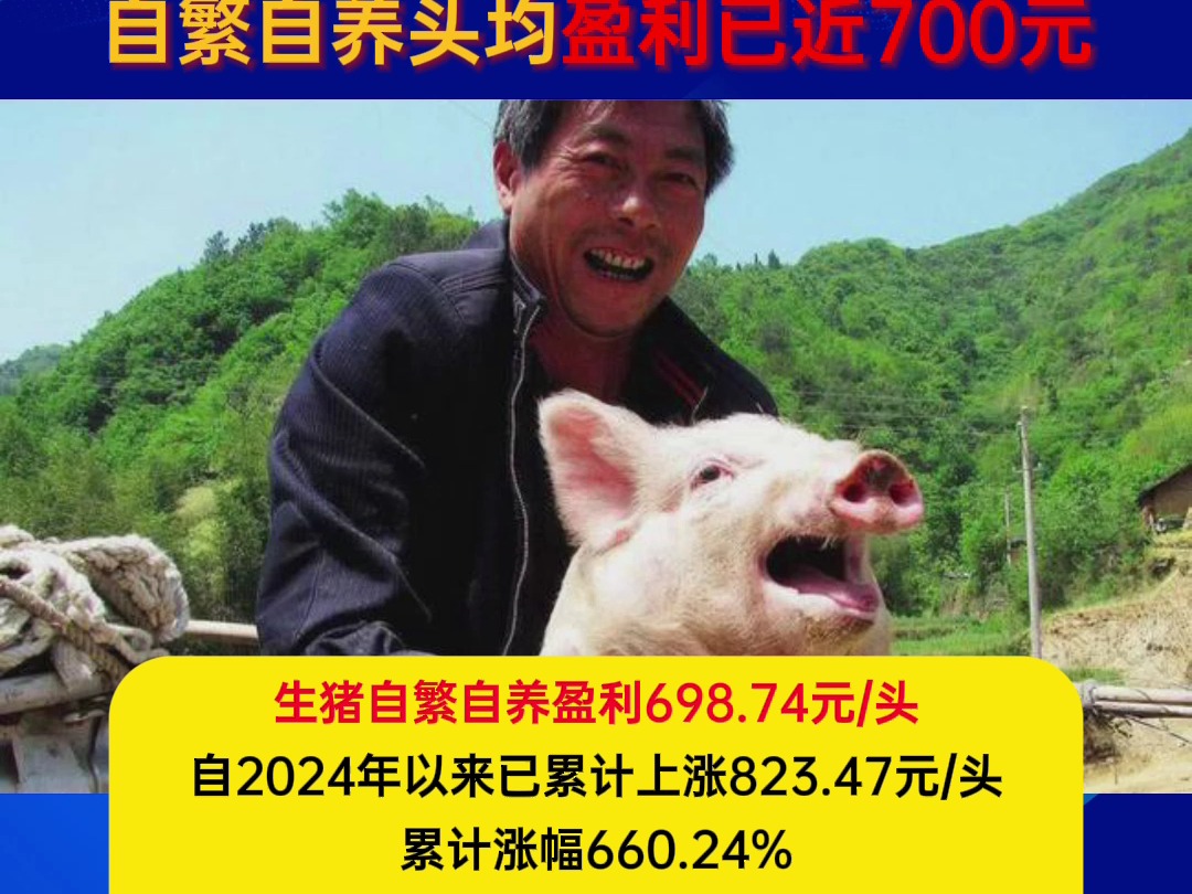 养猪成本下降、价格连涨,自繁自养头均盈利已近700元!哔哩哔哩bilibili