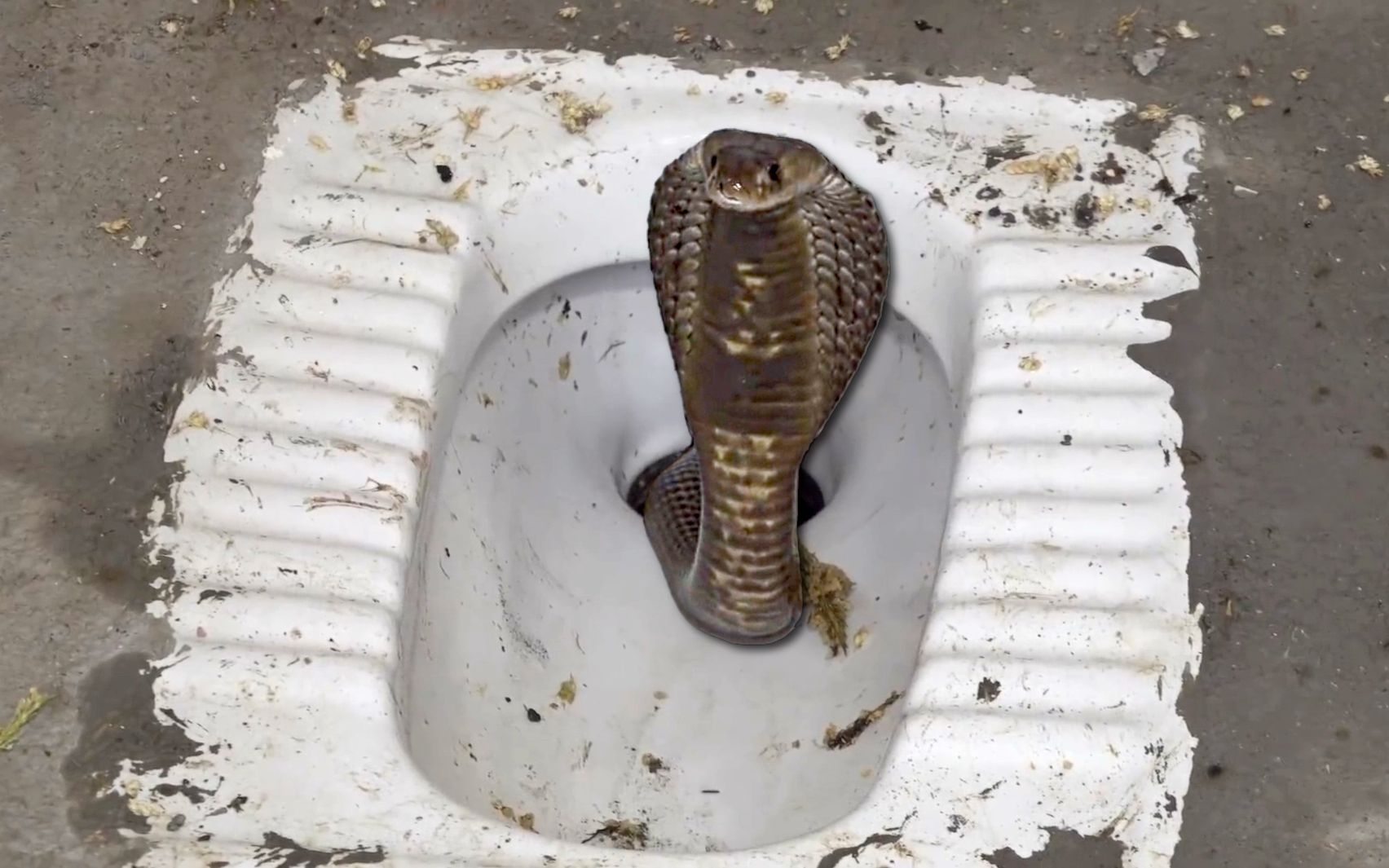 上厕所蹲坑,被眼镜蛇吓到失禁!