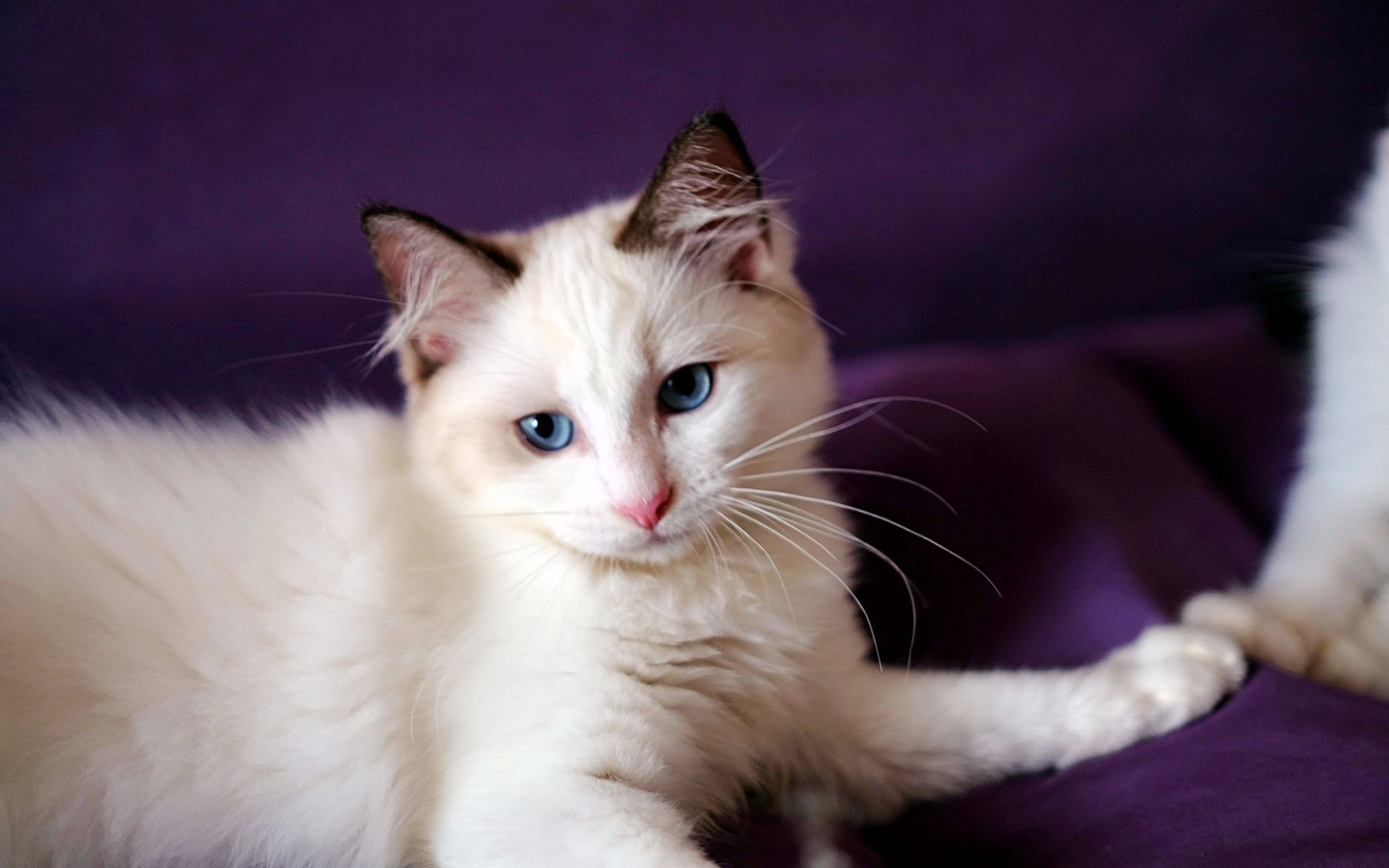 『布偶猫』你们能猜出这些小布偶长大后的样子嘛?