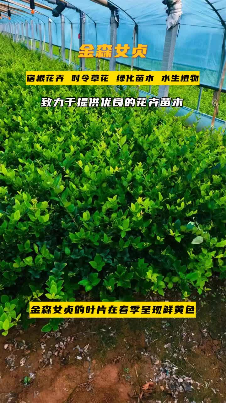 陕西金森女贞哪里卖"草花厂家,保证品质,绿化美化理想选择."品种丰富,花色鲜艳.欢迎到公司实地考察. #吉林金森女贞地栽苗 #陕西金森女贞地栽...