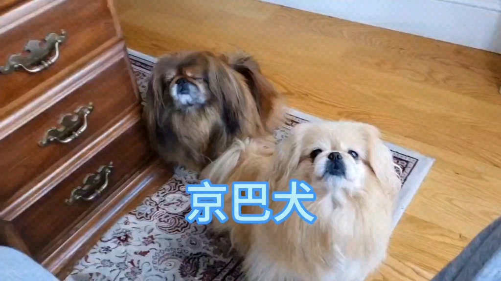 京巴犬原自中国现在最好的京巴犬却在国外!哔哩哔哩bilibili