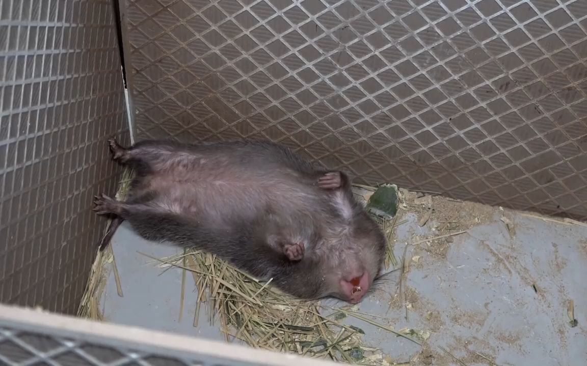 华农兄弟:这个竹鼠中暑了,抢救后还是不行,只好拿去河边烤了