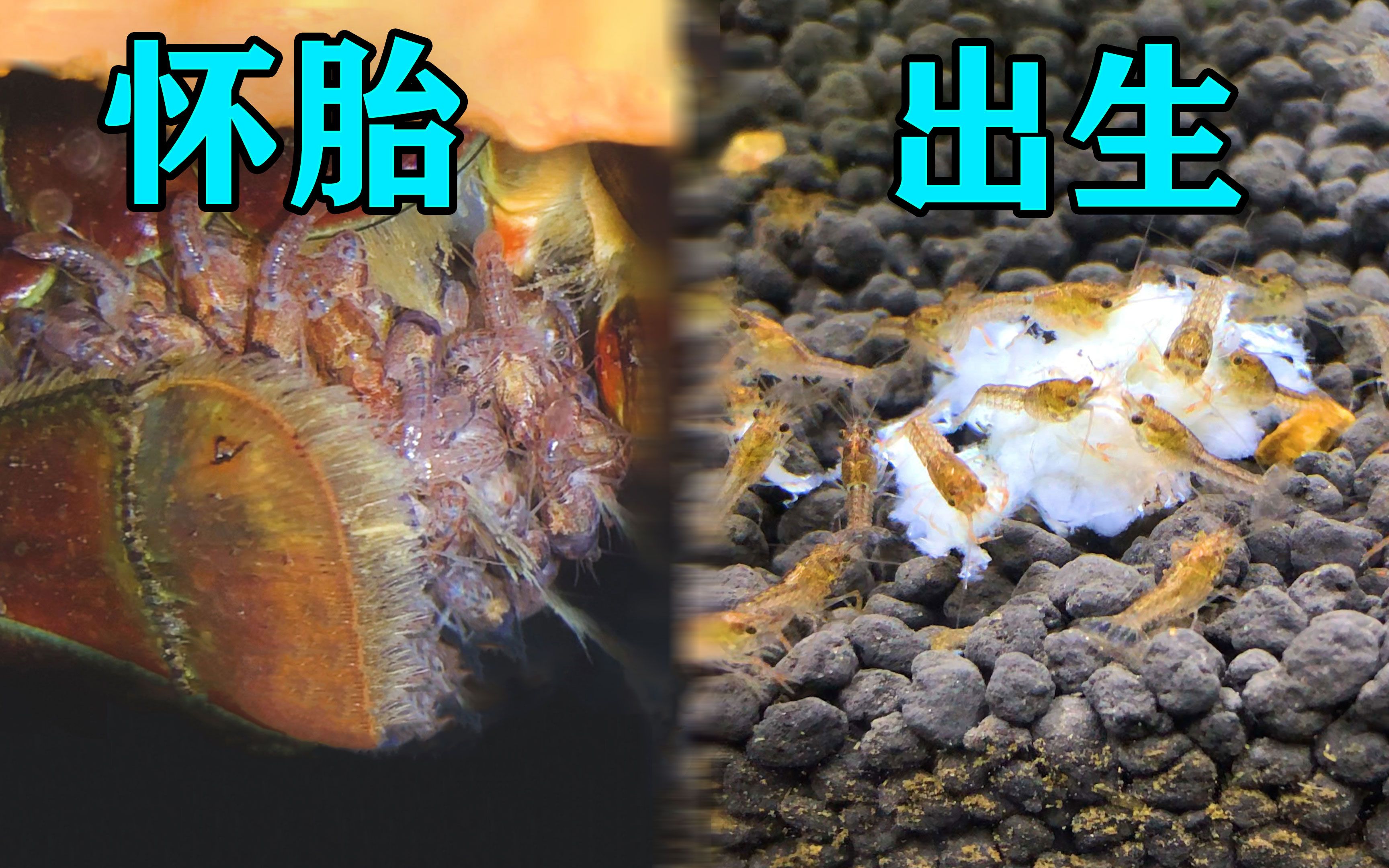 龙虾幼崽的图片图片