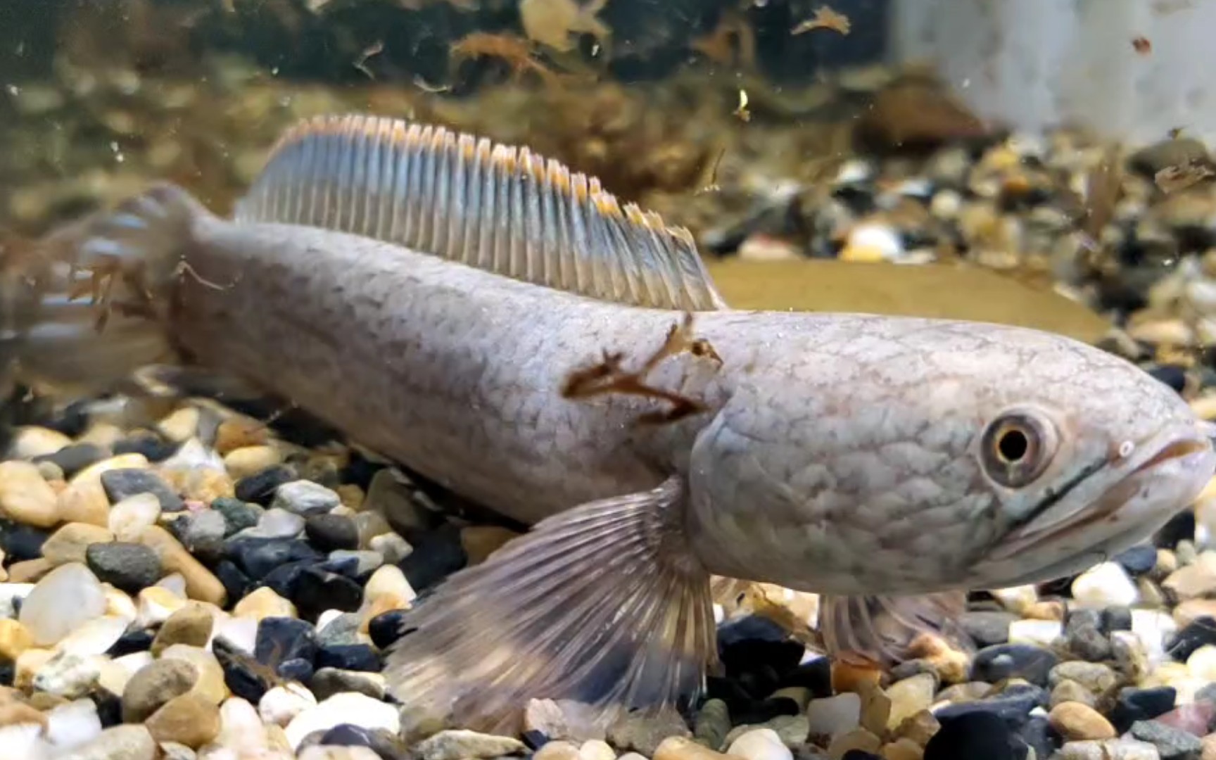 某鱼入的海南南鱧14公分