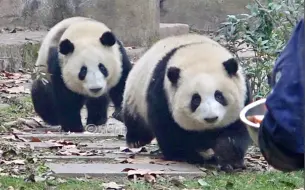 Tải video: 花花现在不仅跑得快，还会“急刹”，01.04上班【大熊猫和花、和叶、艾玖、润玥】