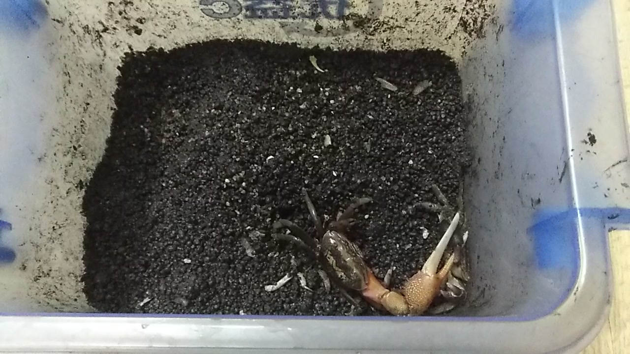 弧边招潮蟹把四齿大额蟹摁在墙角1分多钟