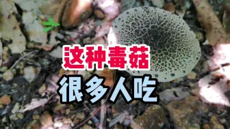 Descargar video: 这种毒蘑菇，很多人吃，各省都有分布