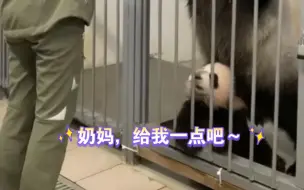 Скачать видео: 【大熊猫喀秋莎】乌拉大王永远在参与，给我一点吧，求求了～