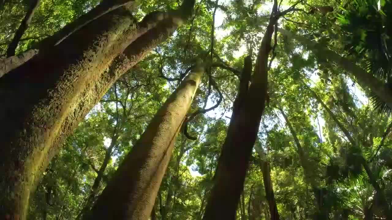 [图]柔美钢琴曲，翠绿森林景色＋动听鸟儿和唱，烦恼尽消