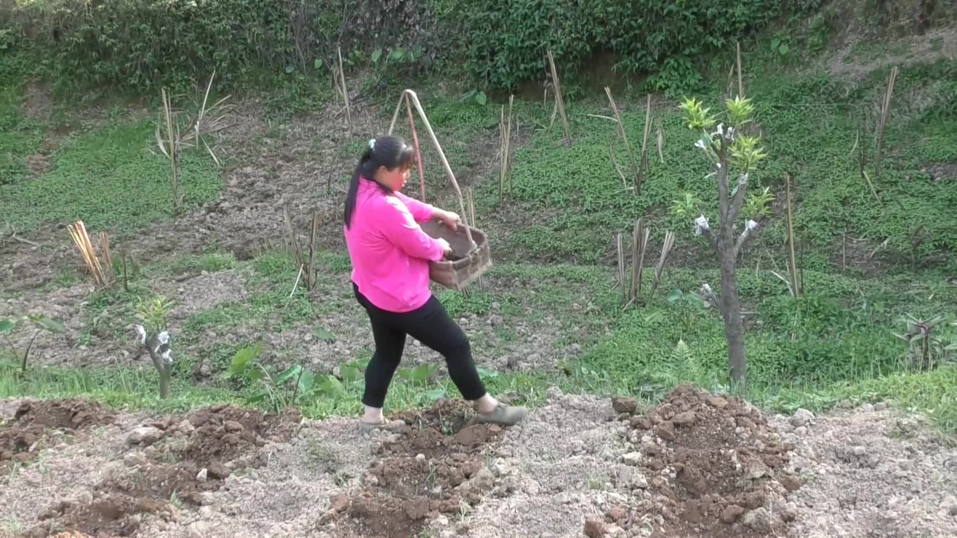 农村小英子:春天到了,农村人都忙着播种,英子幺妈这是又种啥好货哔哩哔哩bilibili