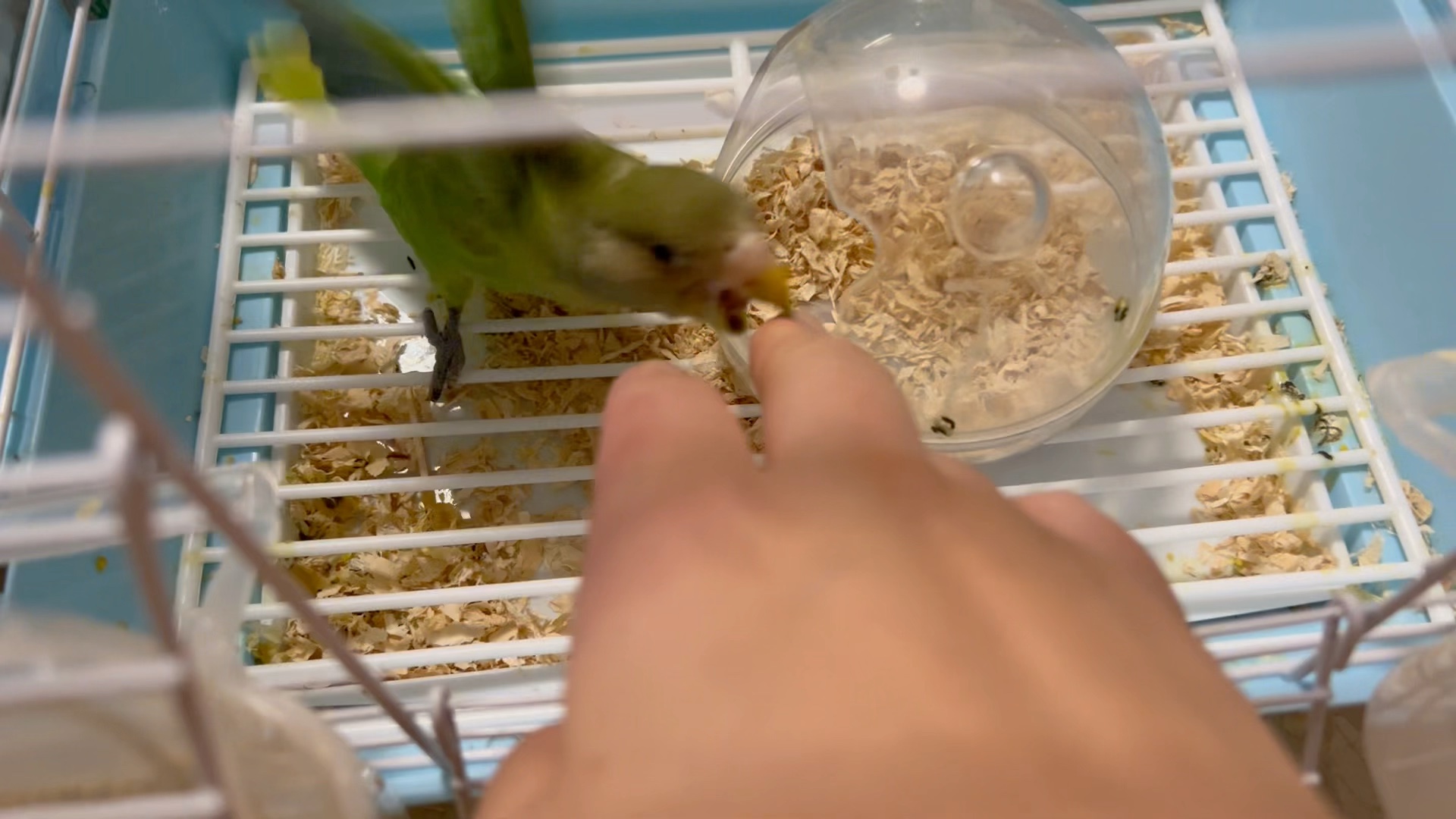 有懂牡丹鹦鹉的专家吗?帮我看看我这个绿桃品相还行吗